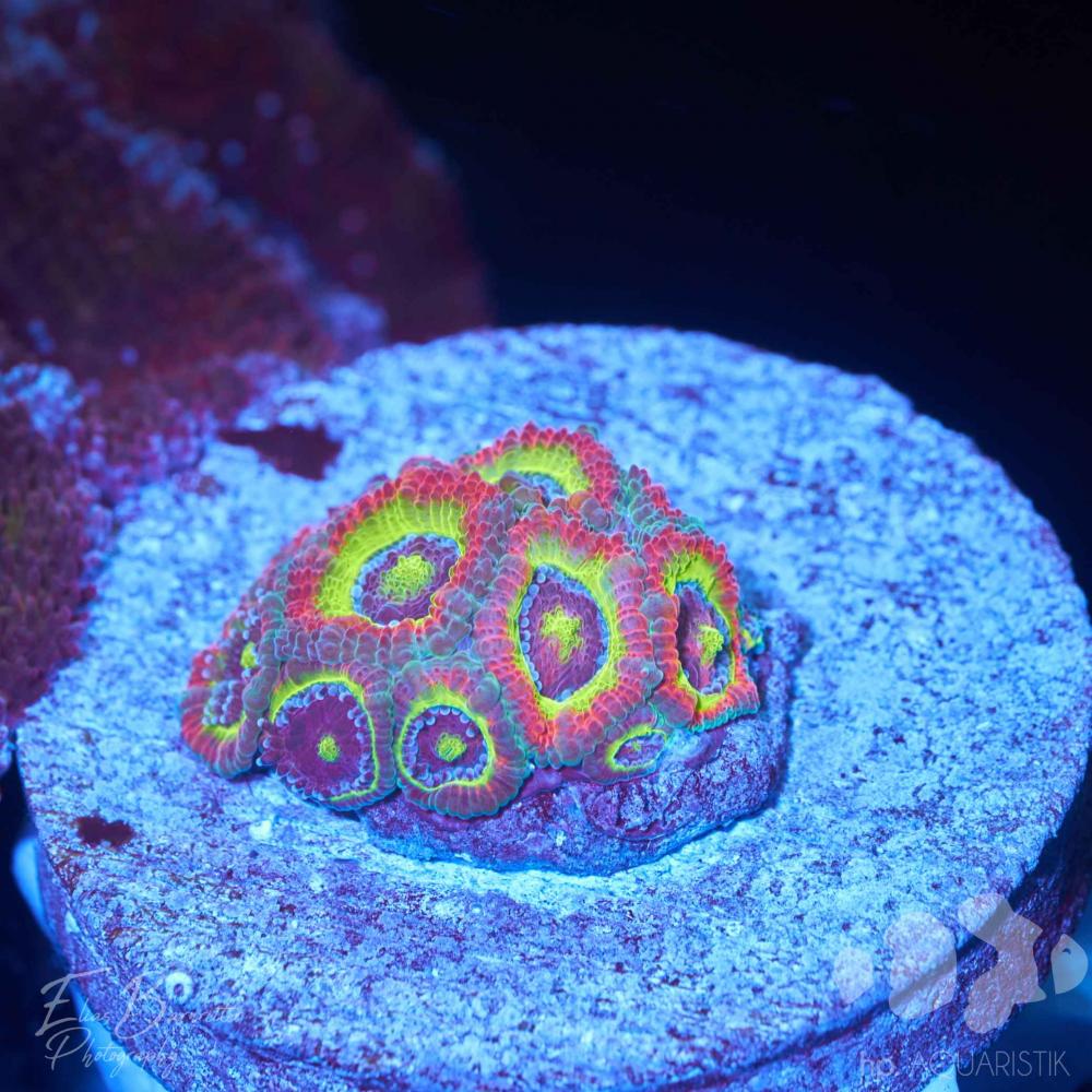 Acanthastrea Holy Grail